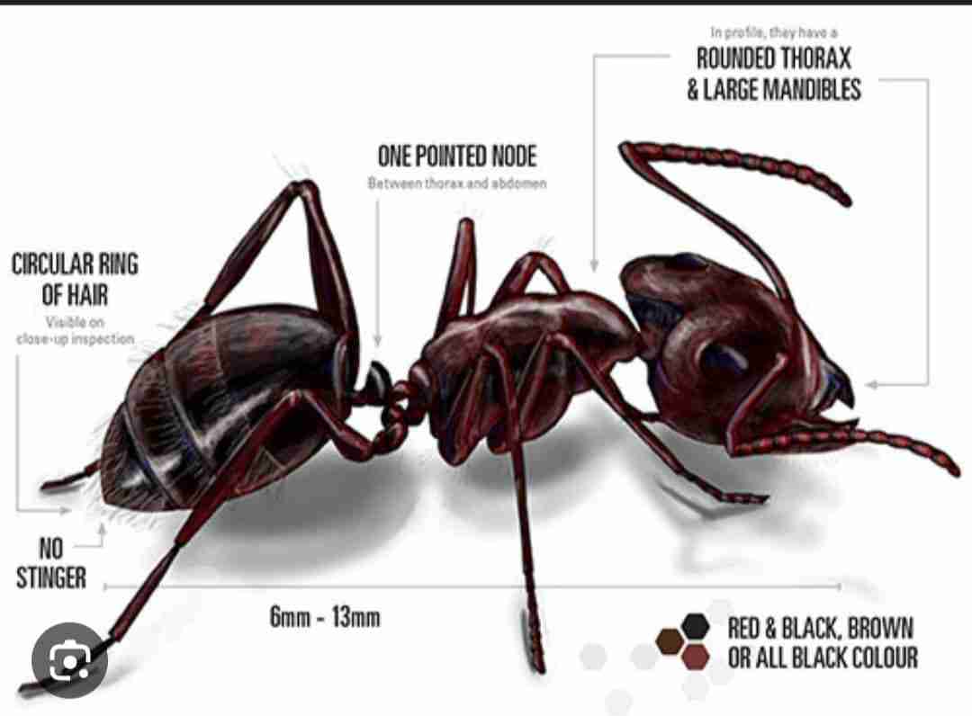 https://dynamichomeinspections.digitalguider.dev/wp-content/uploads/2026/07/ants-dynamic-home-inpections.jpg